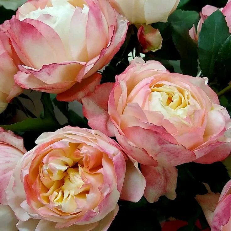 Princess Sakura (Cherry Blossom) is an impressive deep cup-shaped garden rose br