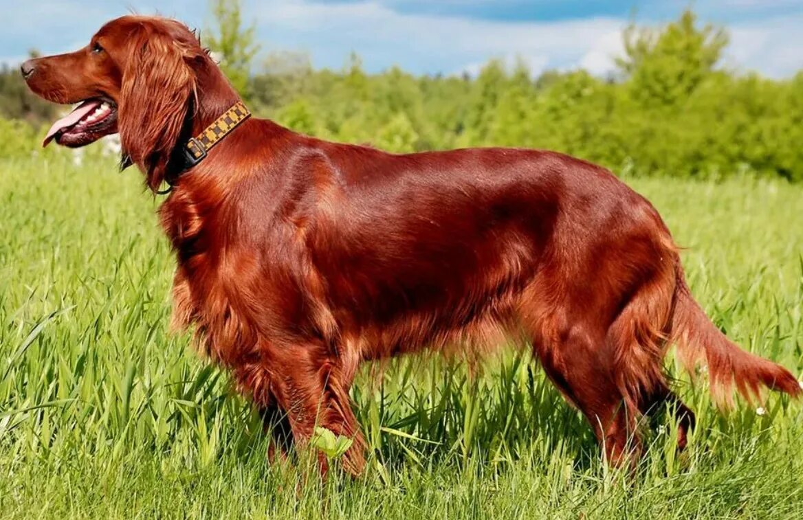 Ирландский красный сеттер. Ирландский сеттер (Irish Setter). Ирландский красный сеттер щенки. Ирландский сеттер белый. Irish red