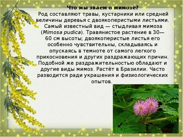 Мимоза описание растения. Доклад про мимозу. Рассказ про мимозу. Мимоза рассказ для детей. Мимоза цветок описание.