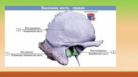 Сосцевидный отросток латынь