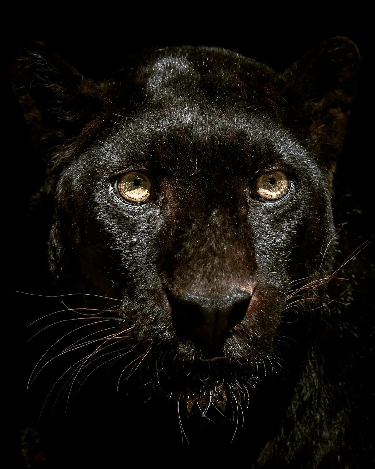 Темно обитатель. Пантера морда. Красивая пантера. Черные животные. Темные животные.