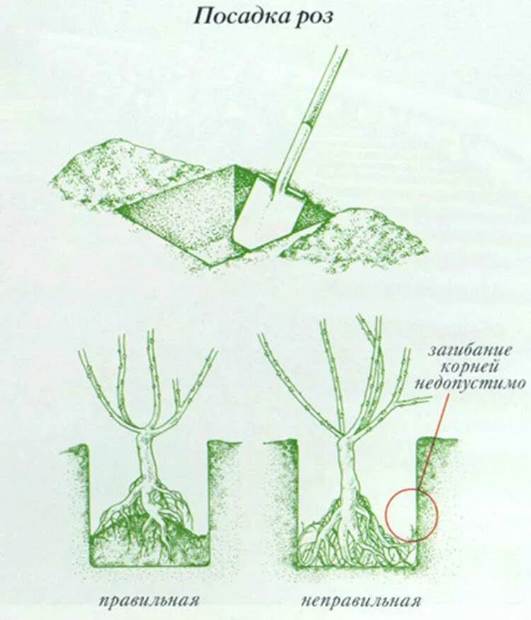 Как правильно посадить саженец розы. Посадка плетистой розы весной. Правильная посадка плетистой розы.