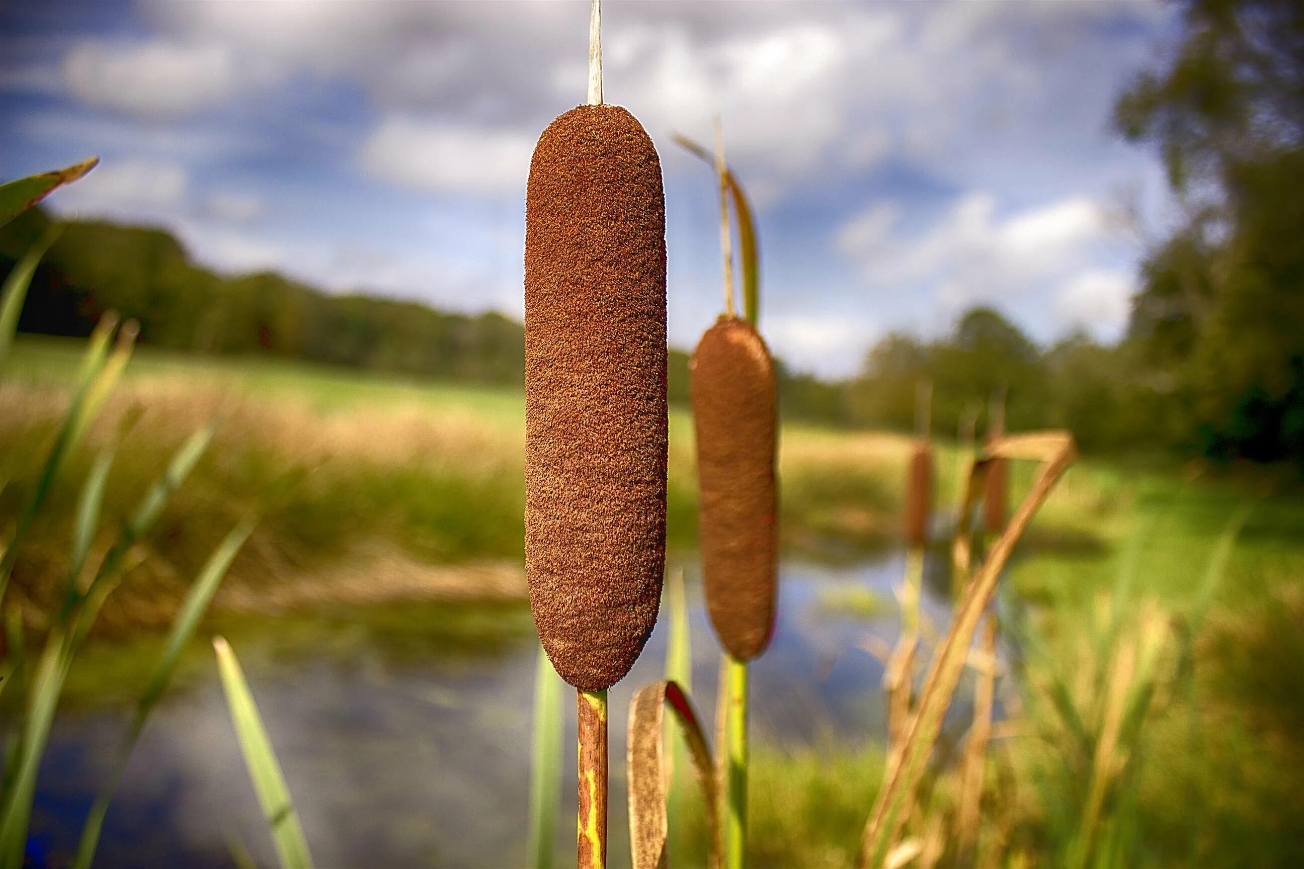 У меня камыш. Рогоз typha. рогоз широколистный (typha latifolia). чакан рогоз. камыш и рогоз.