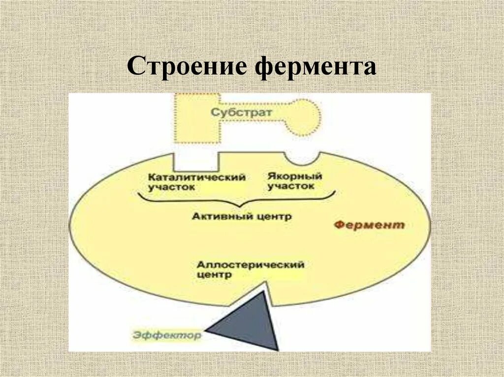 Структура активного центра фермента. Строение активного центра ферментов. Строение молекулы фермента. Строение фермента схема.