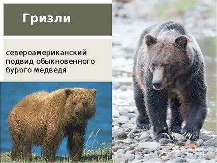 Бурый медведь биология