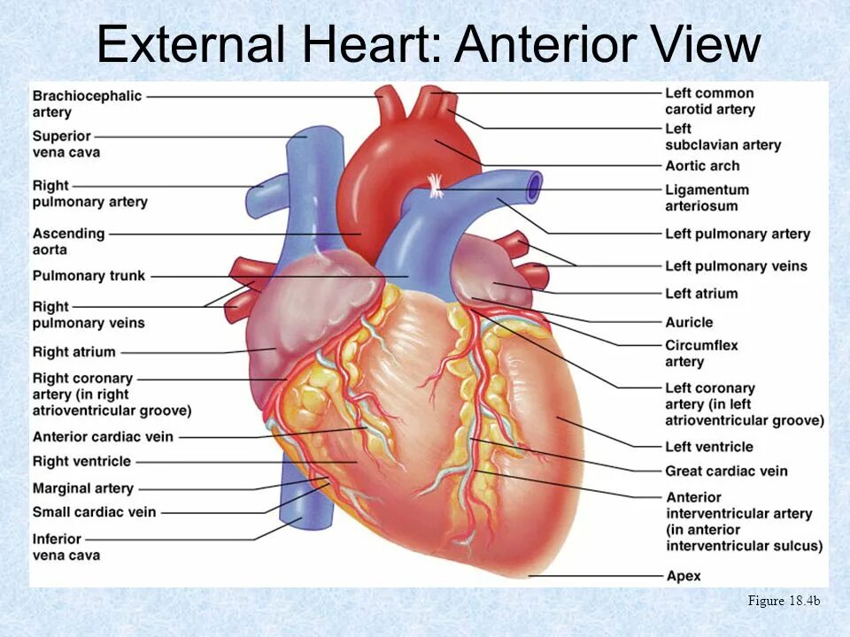Learn the heart 0.3 8