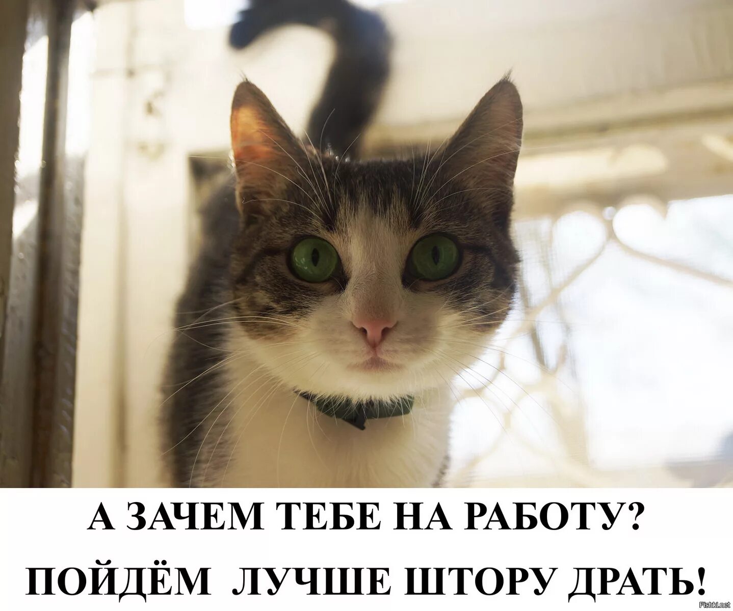 Зачем ты пришла. Хорошей работы прикольные. Я на работе картинки. Идём на работу прикольные. Кот и работа приколы.