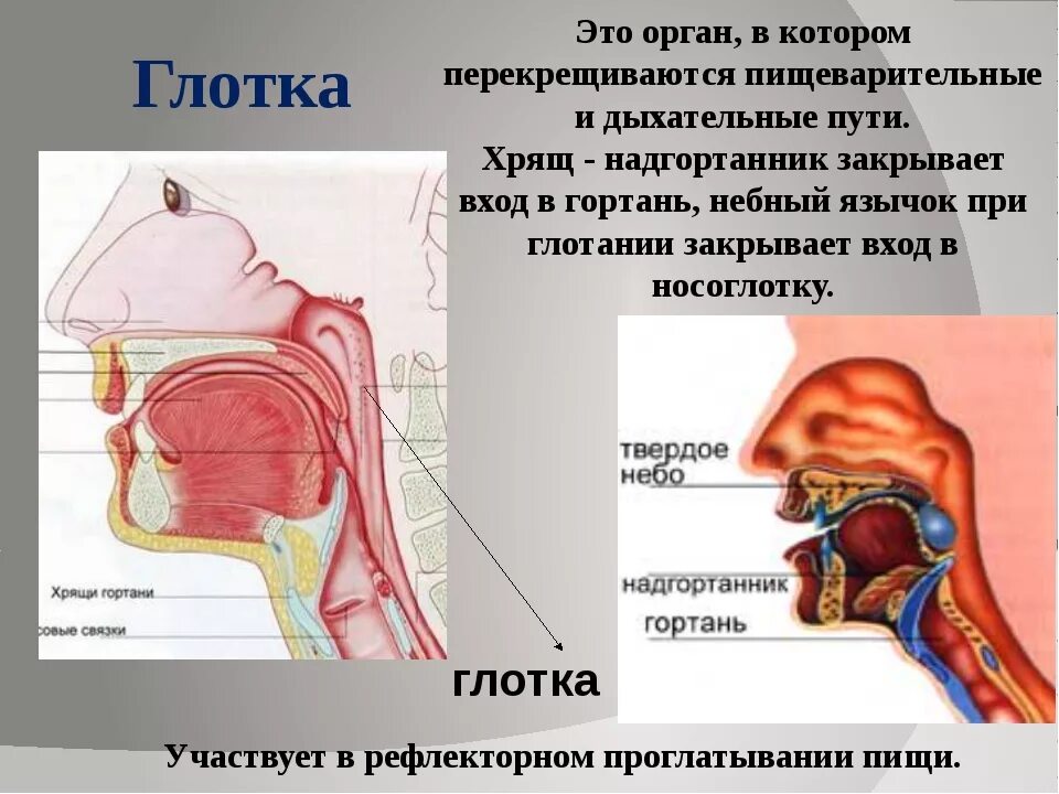 Строение горла и дыхательных путей. Строение носоглотки и гортани. Дыхательные пути в гортани. Глотка и дыхательные пути.