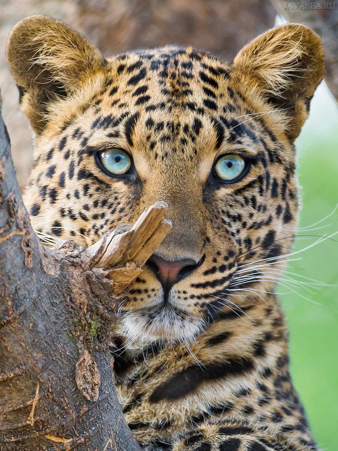 Большие дикие звери. Леопард. Берберийский леопард. Дальневосточный леопард. Красивый леопард.