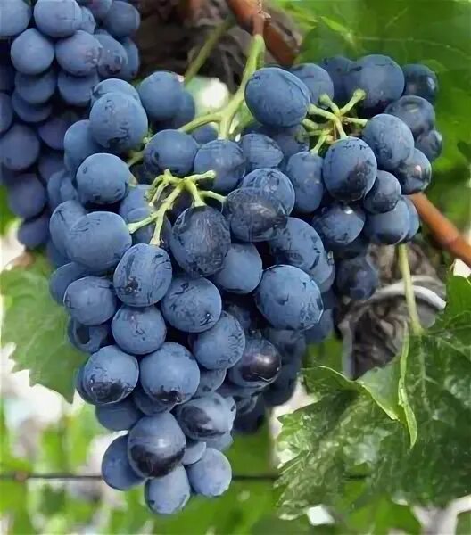 описание сорта ала. васюган,. описание сорта ала. саженцы греческого ореха. ремонтантная малина казакова.