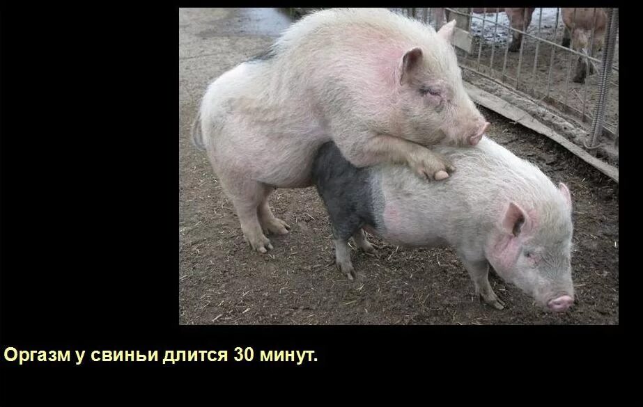 Меня назвали свиньей. Меня назвали свиньей. Меня назвали свиньей. Меня назвали свиньей. Свиньи.