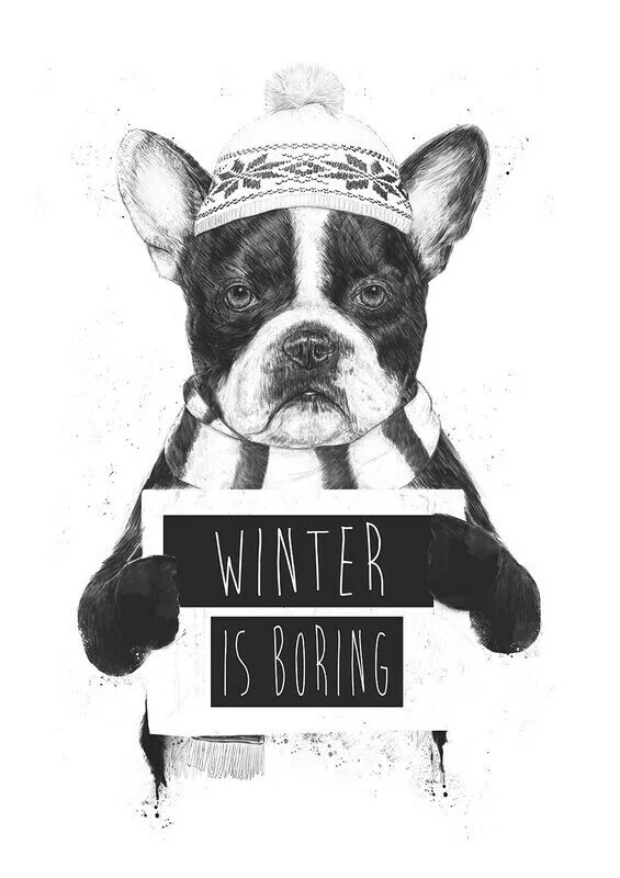 They is boring. Постер бульдог. постеры для распечатки. normal is boring. постеры для интерьера для распечатки.