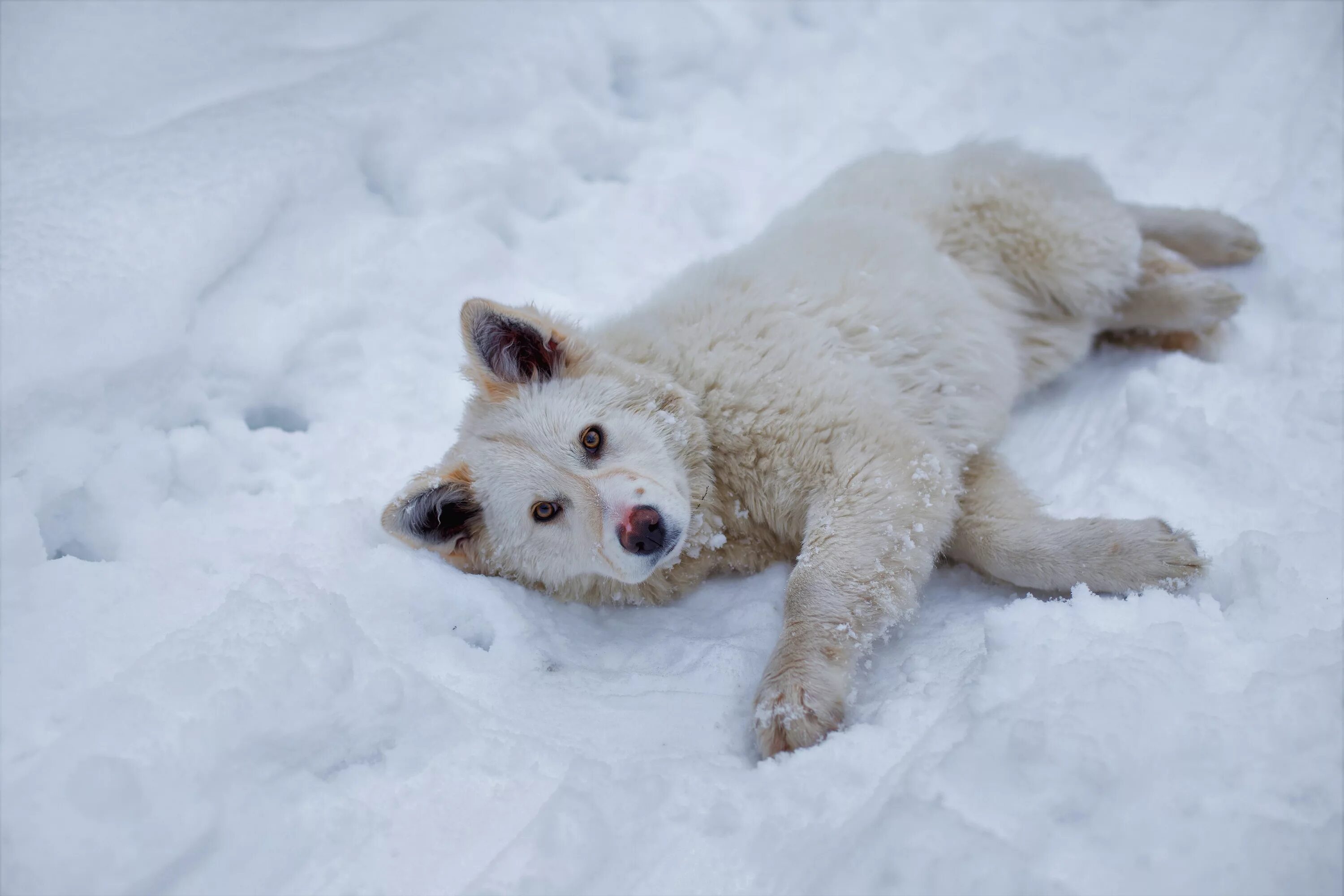 Волк лежит. Рыжая собака дворняга. Сны чанга. Сноу собака. Сон снег собака.