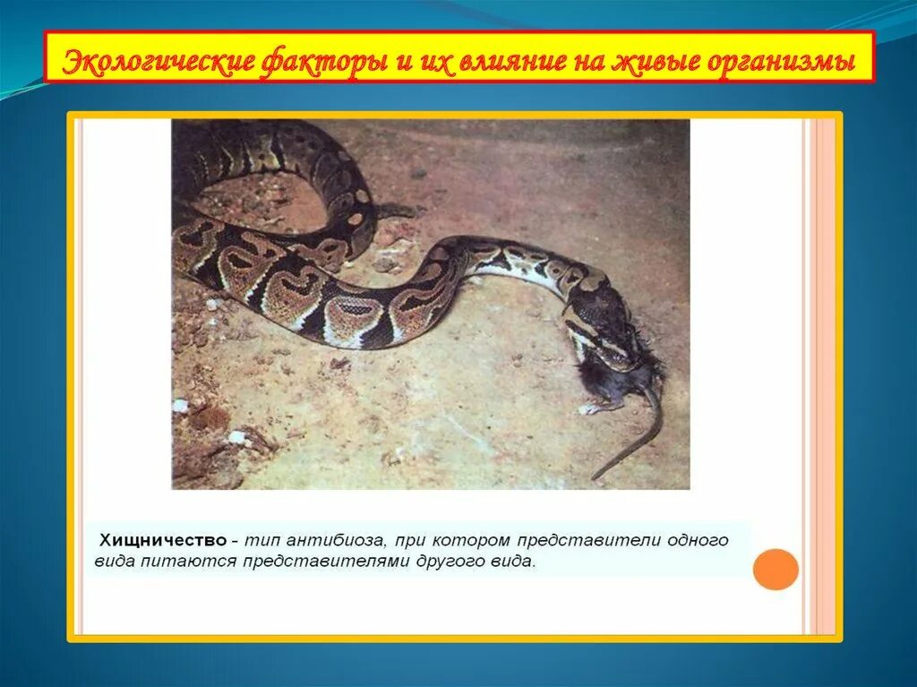 Как воздействуют на живые организмы. Влияние на живые организмы. Антибиоз хищничество примеры. Антибиоз хищничество примеры животных. Хищничество это в экологии.