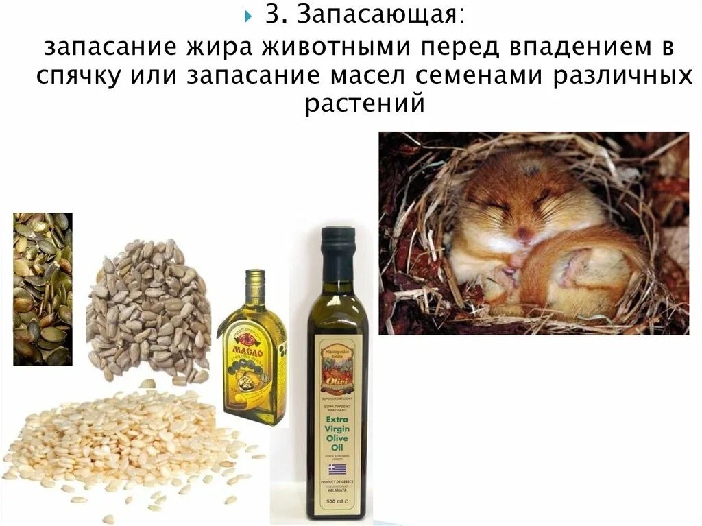 Запасание жира. Растения которые запасают жир. Запасающая функция жиров. Животные запасающие жиры.