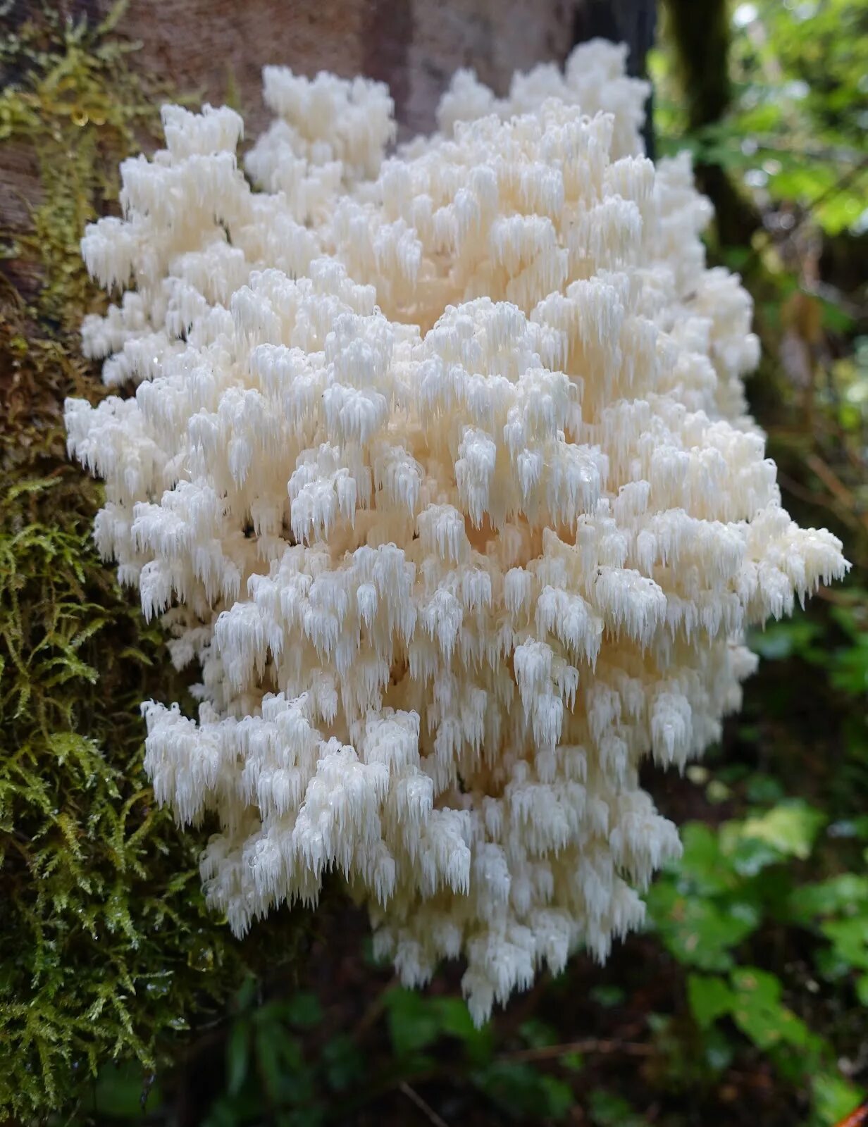 Mane mushroom. Ежовик герициум. гериций гребенчатый. ежовик гребенчатый (hericium erinaceus). lions mane ежевик гребенчатый.