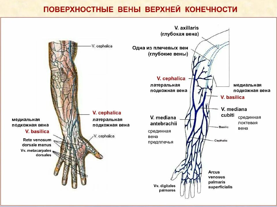 Вены верхней конечности. Поверхностные вены верхней конечности вид спереди. Кубитальная Вена верхней конечности. Вены верхней конечности анатомия схема. Подкожные вены верхней конечности схема.