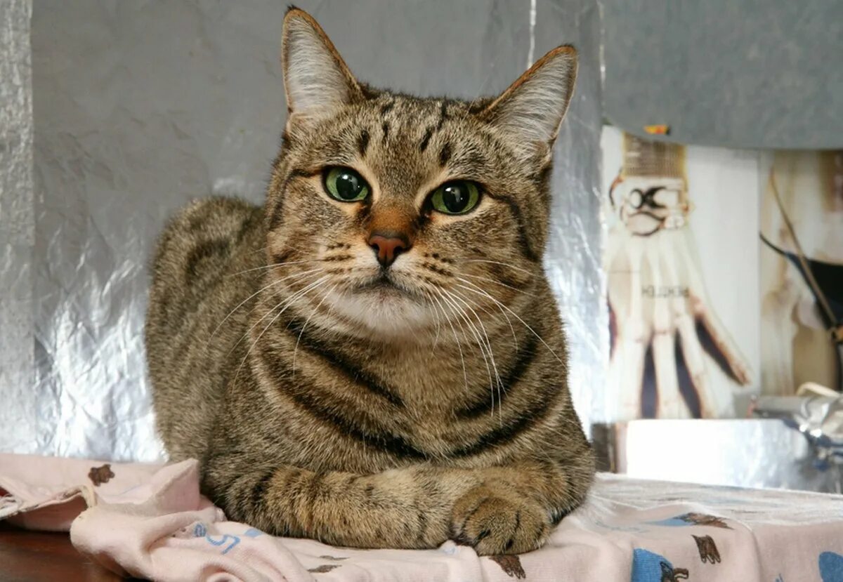 Кошка домашняя. Обычная кошка. Кот домашний обыкновенный. Домашняя кошка порода