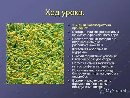 Признаки жизни бактерий