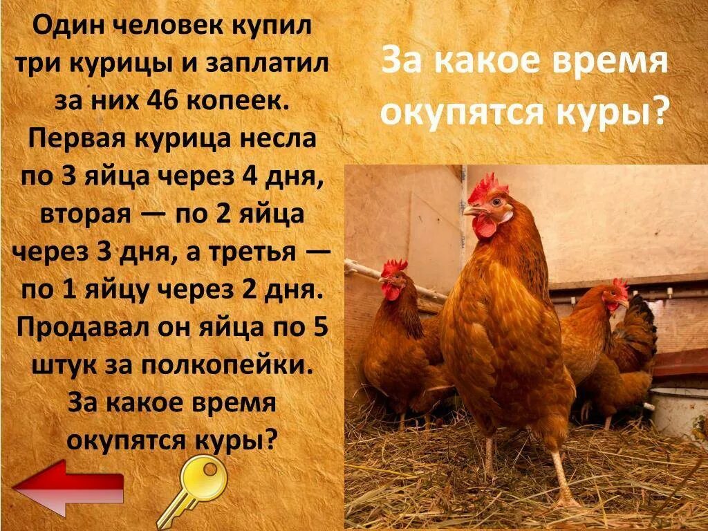 Сколько надо времени курам. Сколько яиц несет курица. Три курицы. Скольео курица несёт яиц. Сколько яиц несет курица в день.