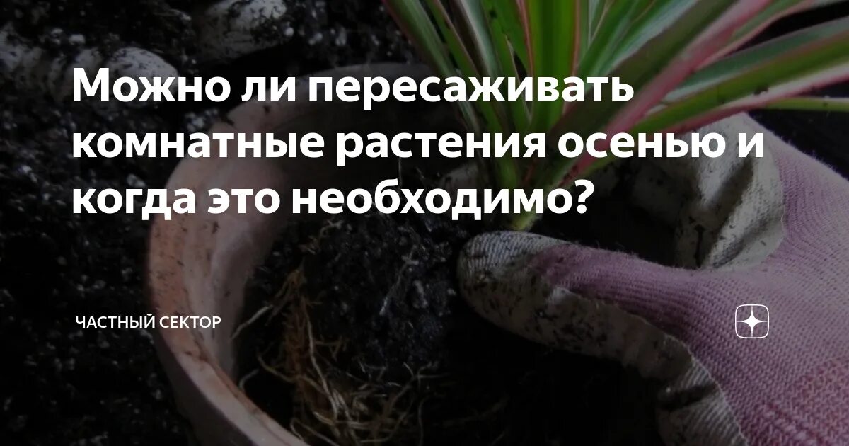 Когда пересаживать комнатные цветы. Можно пересаживать комнатные цветы осенью. Когда лучше пересаживать комнатные растения. Нужно ли пересаживать комнатные растения осенью?. Пересадка в сентябре