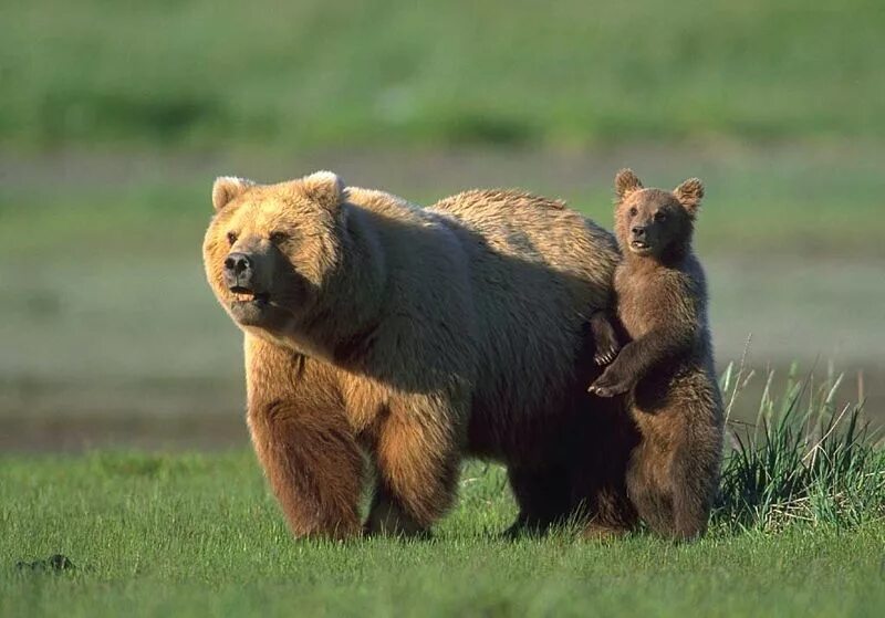Кто сильнее медведи или бурые медведи. Бурый медведь и Лев. Белый медведь и Лев. Калифорнийский бурый медведь или Гризли. Белый медведь против бурого медведя.