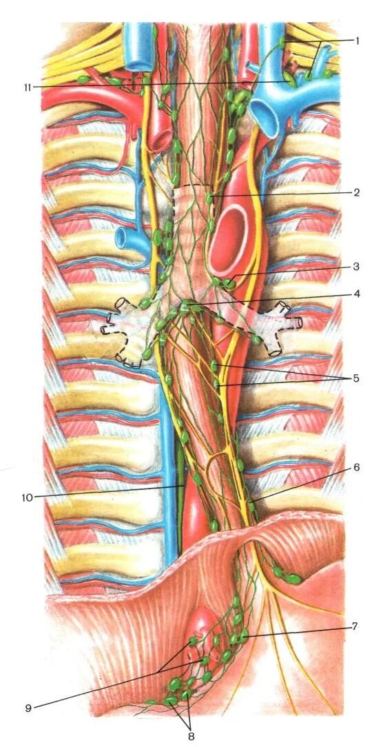 Лимфоузлы пищевода. Блуждающий нерв анатомия топография. Диафрагмальный нерв анатомия. Блуждающий нерв анатомия средостения. Топография пищевода анатомия.