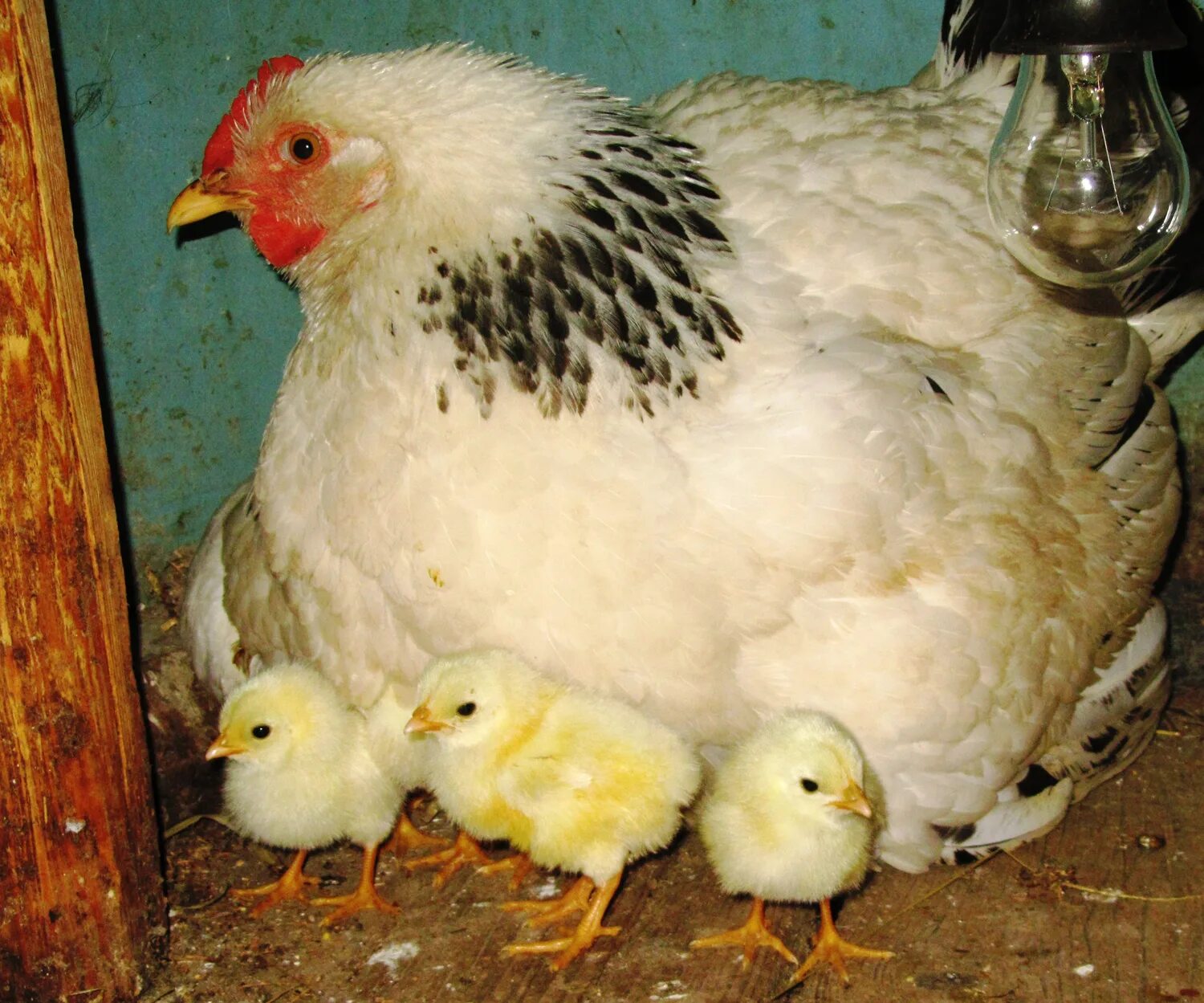 Наседка сколько яиц. Куры и цыплята. Курица с цыплятами. Цыплята несушки. Цыплята кур несушек.