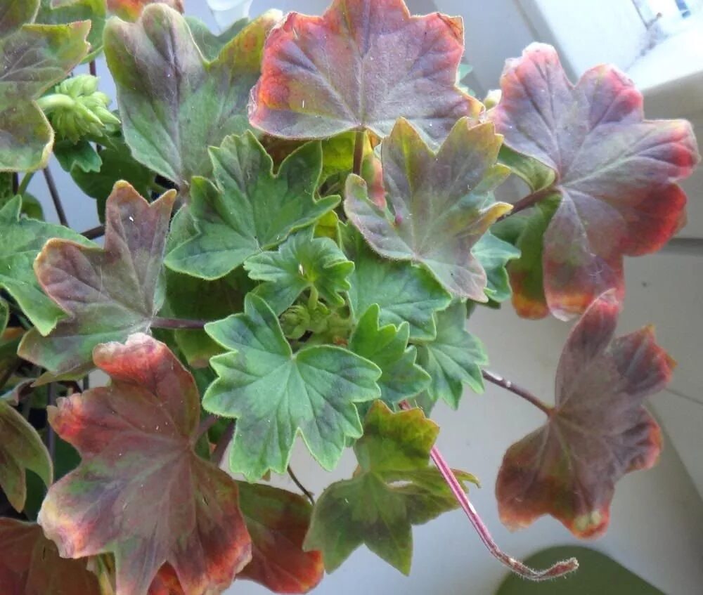 Пеларгония коричнево-зеленые листья. Пеларгония листья снизу краснеют. Пеларгония Тася кленовый лист. Пеларгония с красными листьями.