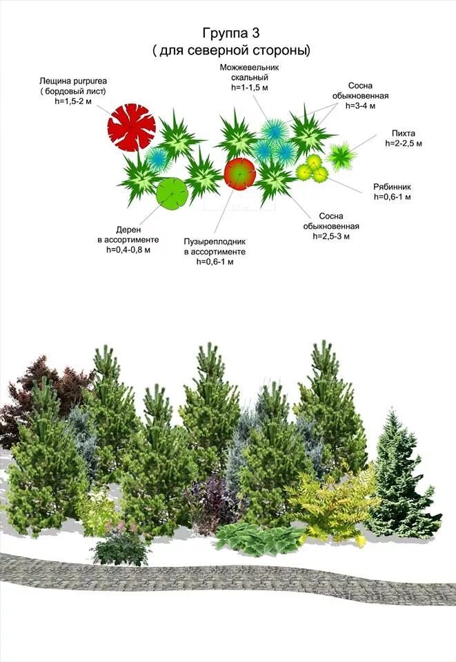 Хвойные схема. Миксбордер из хвойных и многолетников схемы. Миксбордер из кустарников схема посадки. Схема посадки хвойников. Клумба с хвойниками и цветами схемы.