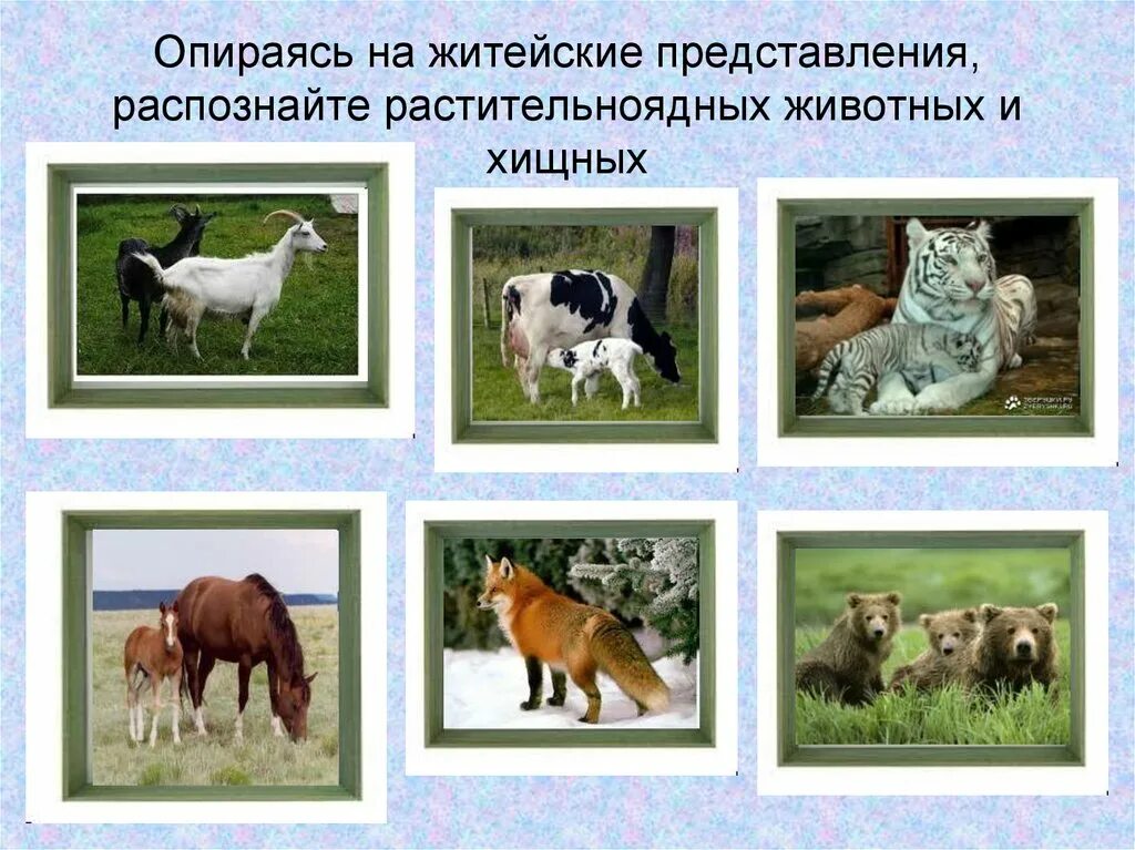 Примеры травоядных животных. Травоядные животные для детей. Травоядные животные картинки. Травоядные дикие животные. Растительноядные животные дикие.