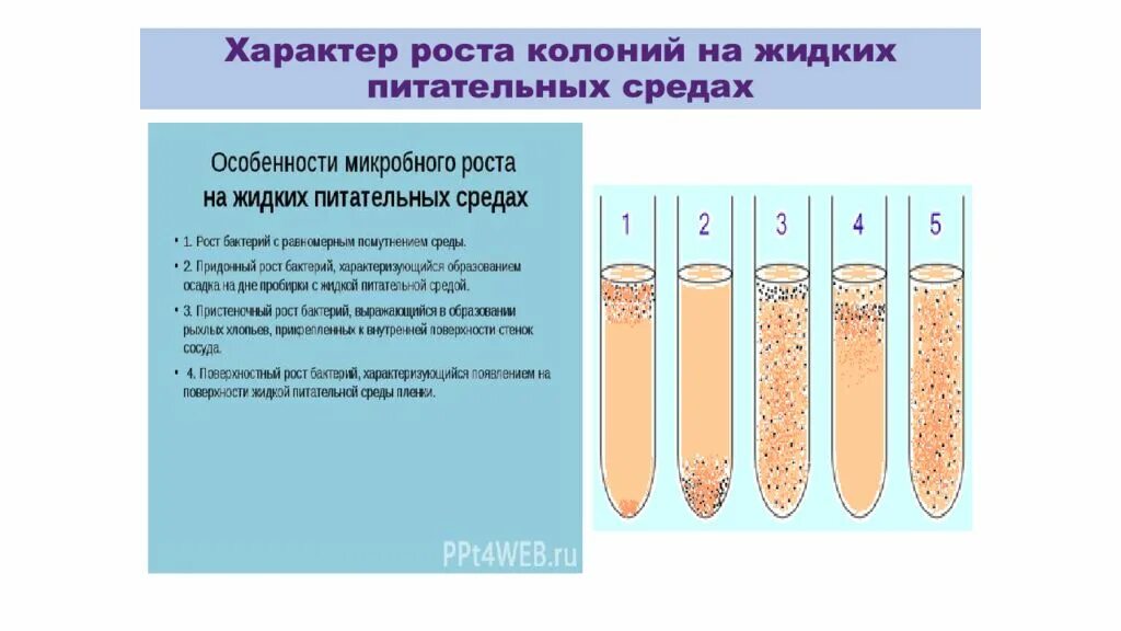 Характер роста на жидких средах. Рост микроорганизмов на жидких средах. Характер роста микроорганизмов. Характеристика колоний микроорганизмов.