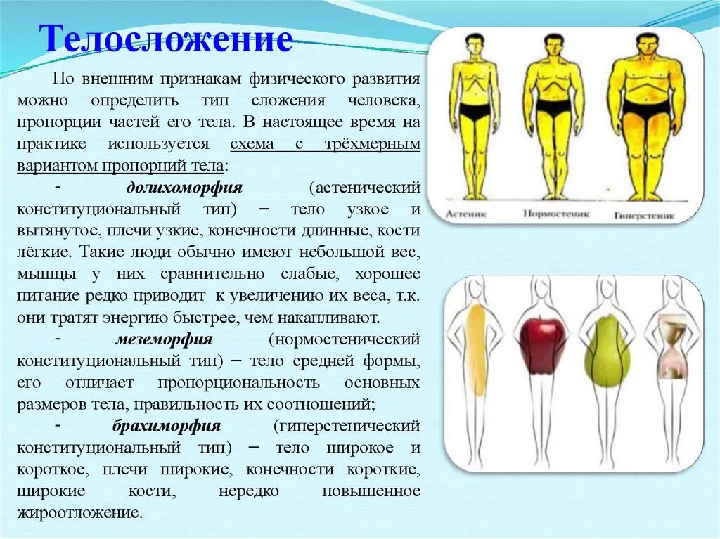 Физические данные тест. Типы телосложения. Типы телосложения человека. Типы пропорций тела человека. Характеристики телосложения человека.