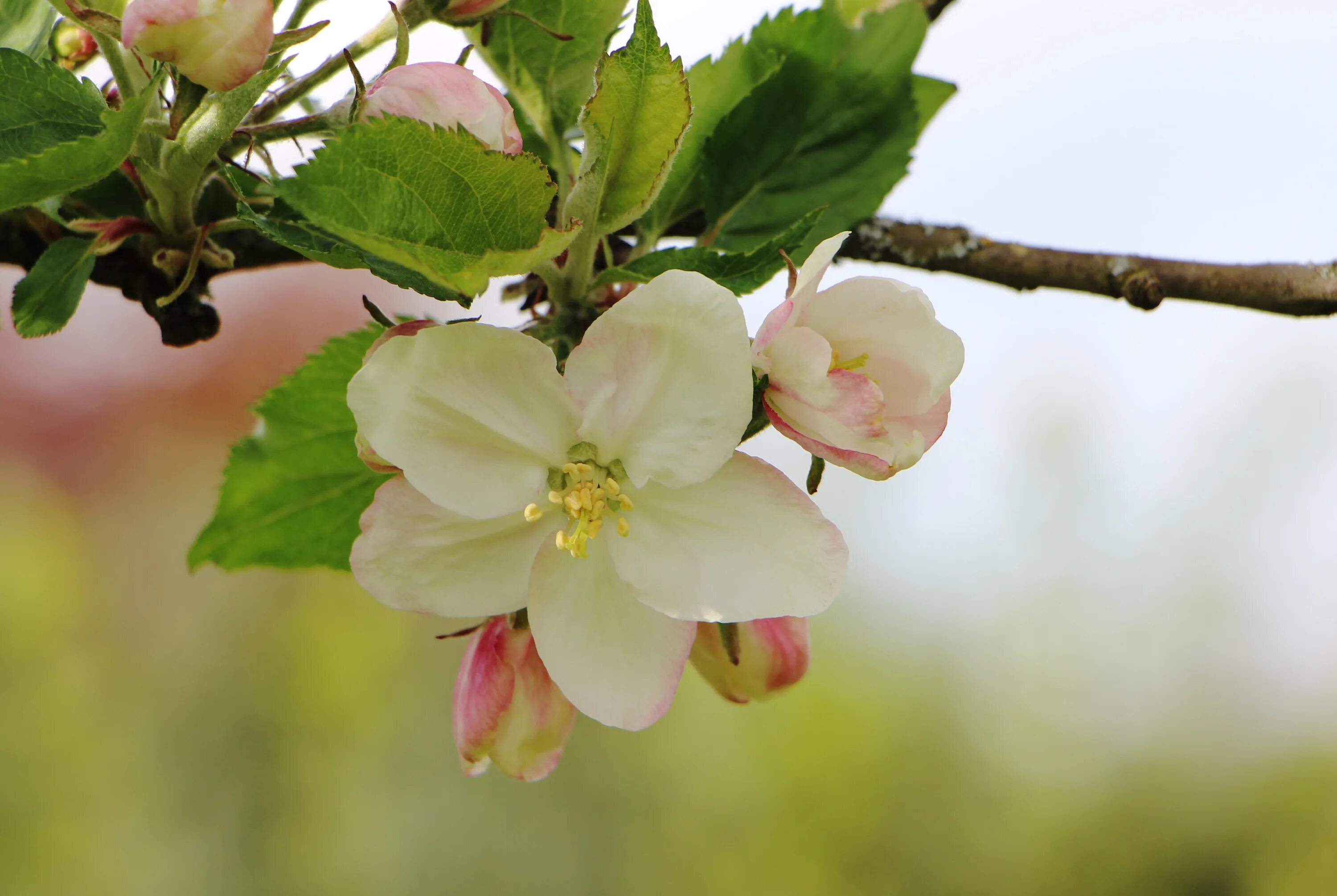 Цветет яблоня Пинк Роуз. Яблоня Ауксис в цвету. Яблоневый цвет (Apple Blossom). Картинки яблоневый цвет