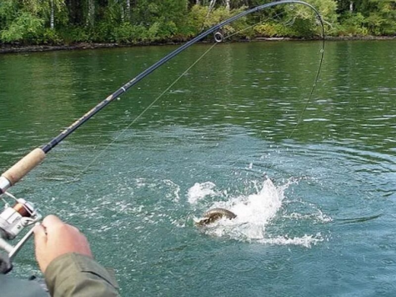 процесс ловли рыбы. трал для ловли рыбы. приспособление для ловли живца. процесс ловли рыбы. сетка бредень для рыбалки.