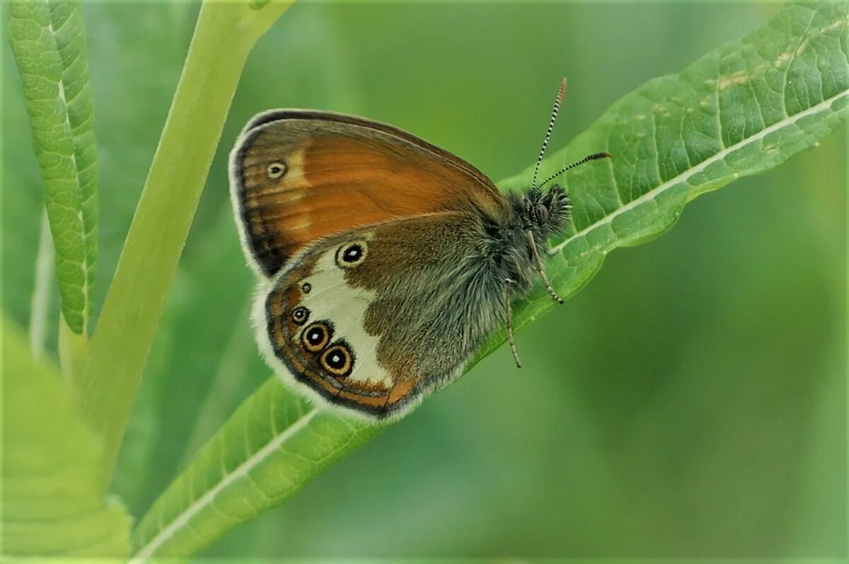 Сенница птица. Coenonympha pamphilus. Сенница фрина. Сенница магазины. Сенница птица.