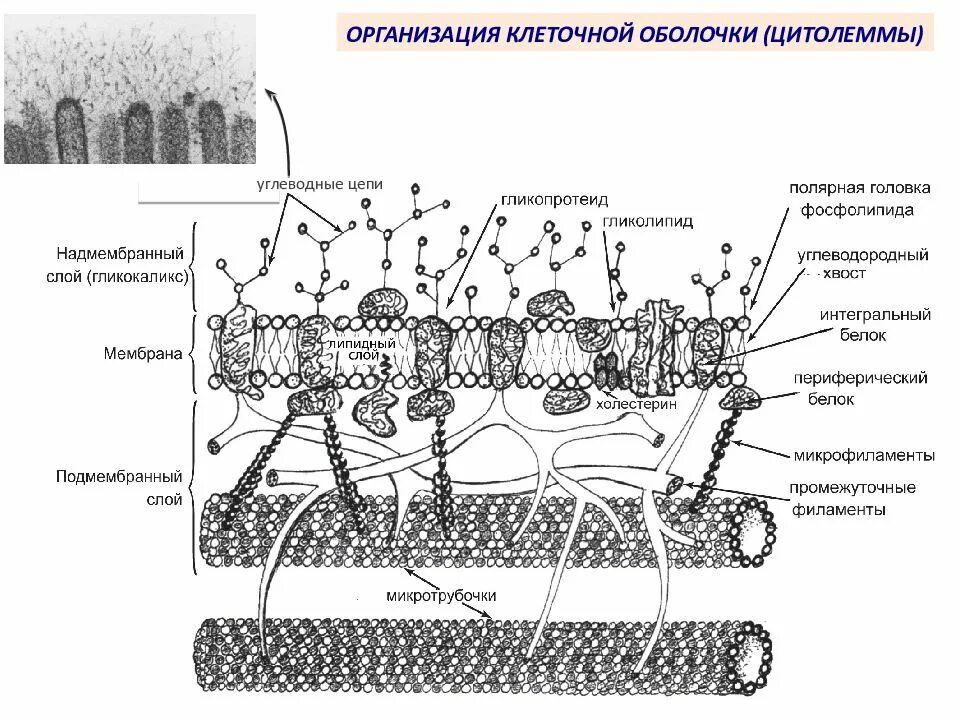 Схема строения клеточной мембраны животной клетки. Строение клеточной мембраны плазмолеммы. клеточная мембрана гликокаликс. строение плазмолеммы гистология. строение цитолеммы гистология.
