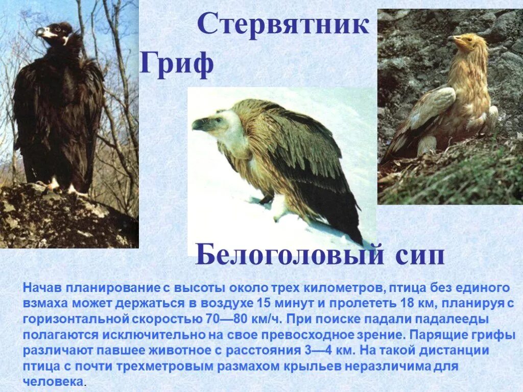 Рассмотрите фотографию парящего. Рассмотрите фотографию парящего. Рассмотрите фотографию парящего. Рассмотрите фотографию парящего. Рассмотрите фотографию парящего.