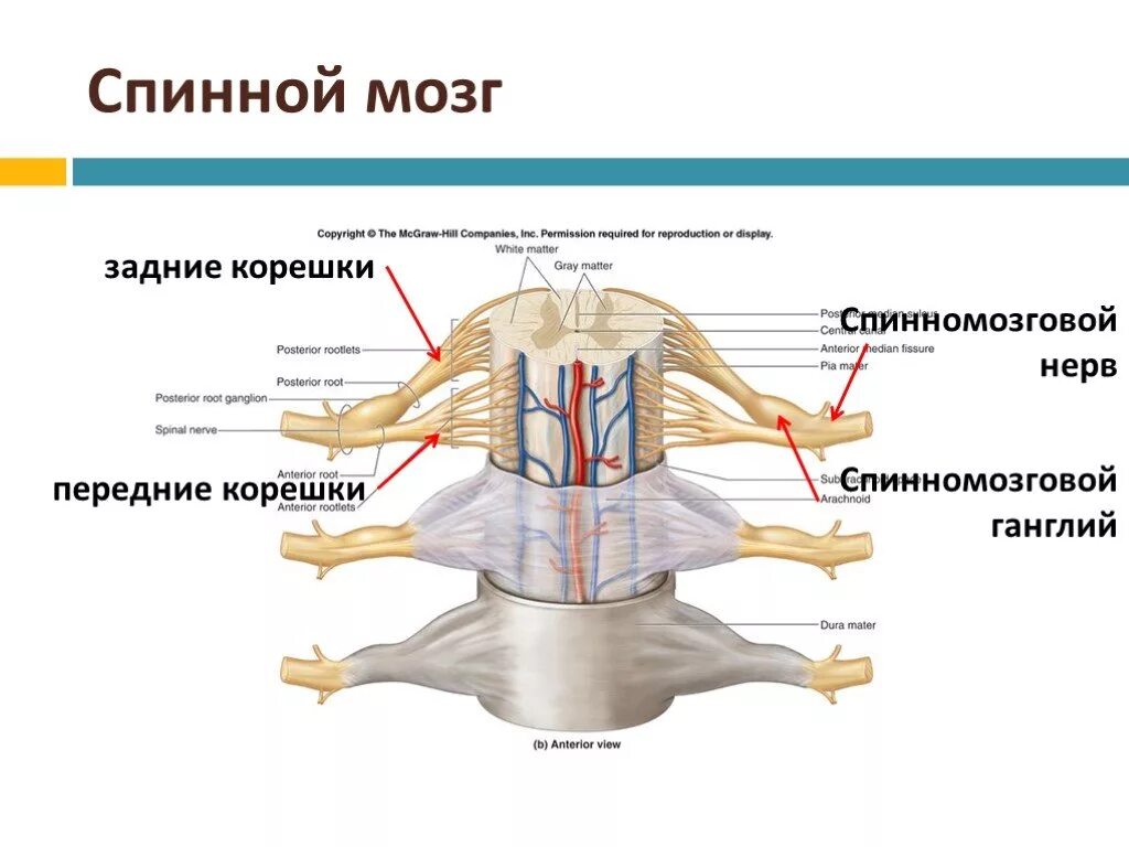 Промежуточные нервные узлы. Задний корешок спинномозгового нерва. Нервные корешки и спинальные ганглии. Задние корешки спинного мозга образованы. Строение заднего корешка спинного мозга.