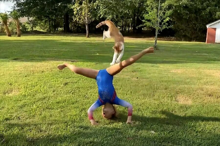 Животные гимнасты. Котик гимнаст. Маленькие гимнасточки. Гимнастические трюки для 1 человека.