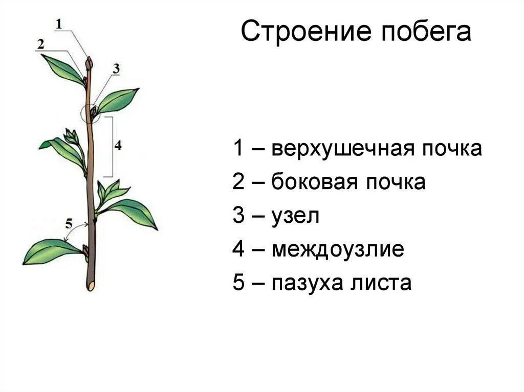 Тест по биологии стебель и лист. Побег стебель строение и функции почка. строение почки и побега. побег растения почка верхушечная. схема строения побега.