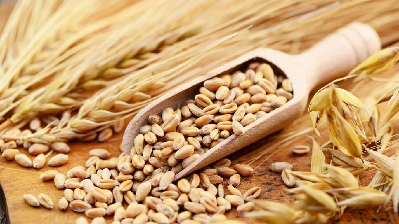 Замените пшеничные зерна. Пшеница зерно. Зерно в руках. Пшеничное зернышко. Пшеница и подсолнечник это зерно.