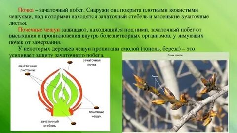Почка это зачаток