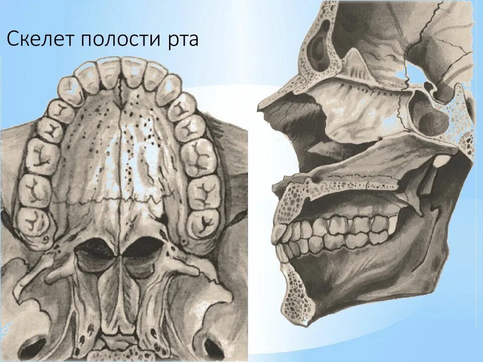 Скелет ротовой полости. Анатомический череп силуэт.