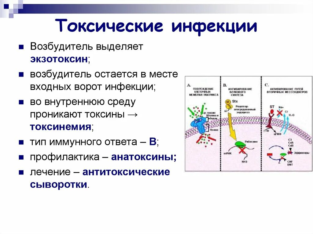 Экзотоксин выделяют возбудители. Экзотоксины микробиология. Экзотоксин выделяется возбудителями. . Экзотоксины продуцируют возбудители:. Экзотоксины и эндотоксины