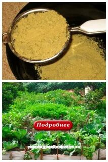 Горчичный порошок для рассады