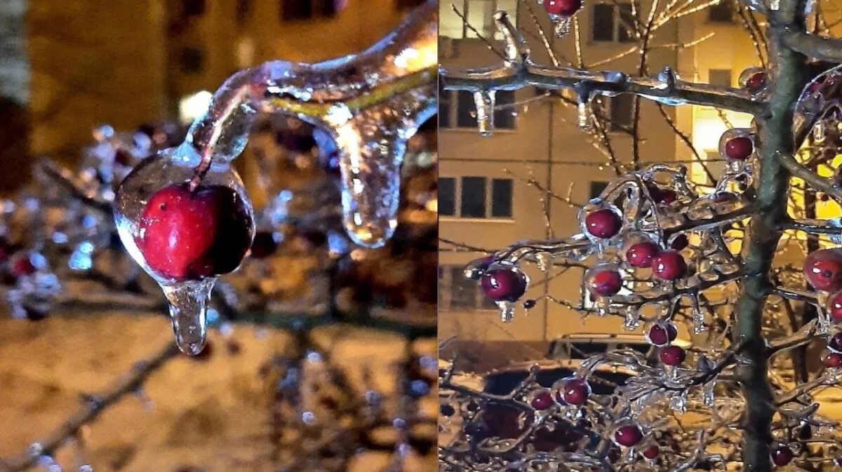 Ледовый дождь воронеж 19 января. Воронеж ледяной дождь. Деревья во льду. Зима пробки воронеж. Ледяной дождь.