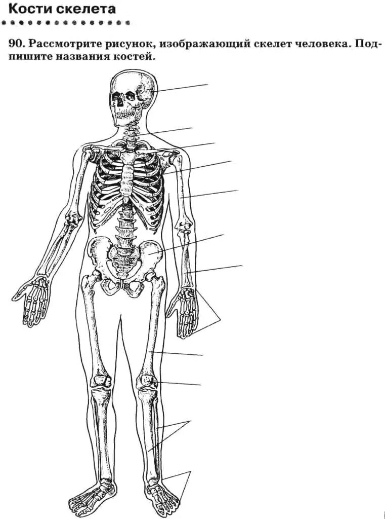 Подпишите названия костей скелета. Скелет человека с названием 8 класс биология. Скелет человека биология 8 класс рисунок. Кости скелета человека 8 класс биология. Скелет человека с названием костей 8 класс биология.