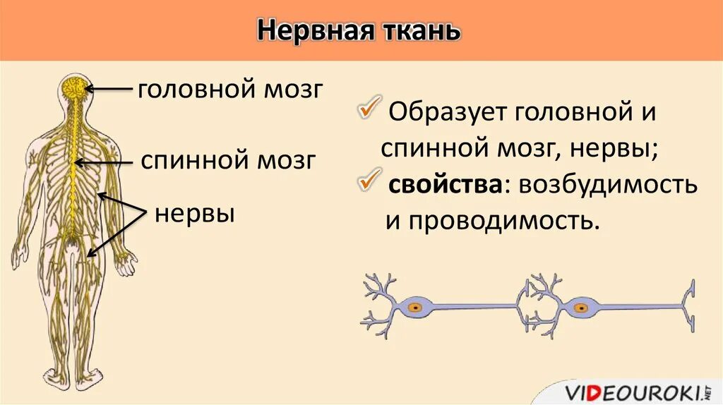 Нервная ткань спинного мозга. Нервные узлы состоят из. Как нарисовать нервную ткань. Нервная ткань спинного мозга собаки.