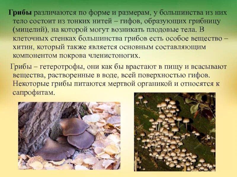 В грибах есть хитин. Тело грибов состоит из. Мицелий грибница гриба состоит из. Размеры тела гриба. Диаметр грибницы.
